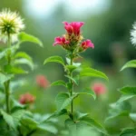 entdecke diese 3 unscheinbaren pflanzen, die heimlich deinen garten ruinieren können. erfahre, wie du deinen garten schützen kannst!