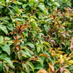 ein erfahrener gärtner erklärt die gründe, warum die photinia-pflanze immer seltener in unseren gärten zu finden ist und gibt hilfreiche tipps für ihre pflege und mögliche alternativen.