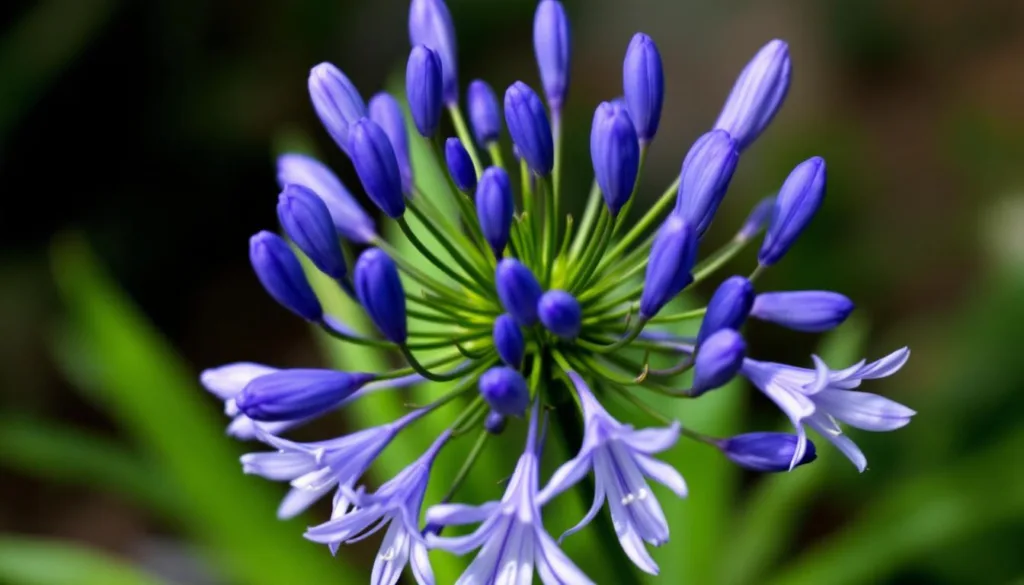 ein erfahrener gärtner erklärt, warum ihr agapanthus im märz plötzlich riesige blütenstängel entwickelt und wie sie diese prächtigen blüten optimal unterstützen können.