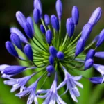 ein erfahrener gärtner erklärt, warum ihr agapanthus im märz plötzlich riesige blütenstängel entwickelt und wie sie diese prächtigen blüten optimal unterstützen können.