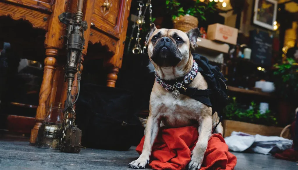 entdecken sie, warum dieser turbo-baum jedes jahr mehrere meter wächst und wie er neugierige nachbarn effektiv unsichtbar macht – die perfekte lösung für mehr privatsphäre und ein grünes zuhause.