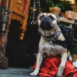 entdecken sie, warum dieser turbo-baum jedes jahr mehrere meter wächst und wie er neugierige nachbarn effektiv unsichtbar macht – die perfekte lösung für mehr privatsphäre und ein grünes zuhause.