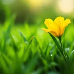 entdecken sie, wie diese gelbe blüte den idealen zeitpunkt für die rasenpflege anzeigt – ganz ohne rasenmäher oder dünger.